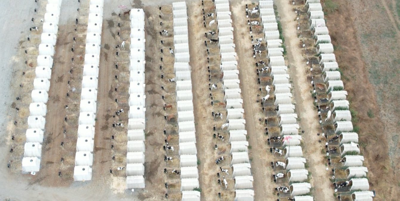 Dozens of calves confined in hutches at McClelland’s Dairy CAFO