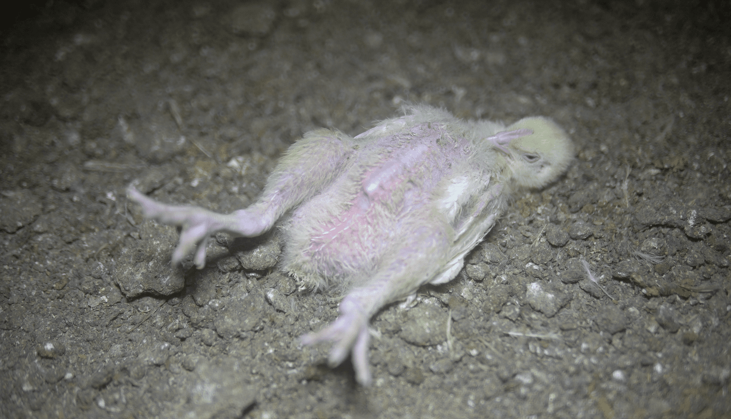 A chicken collapsed on their back at a Petaluma Poultry CAFO
