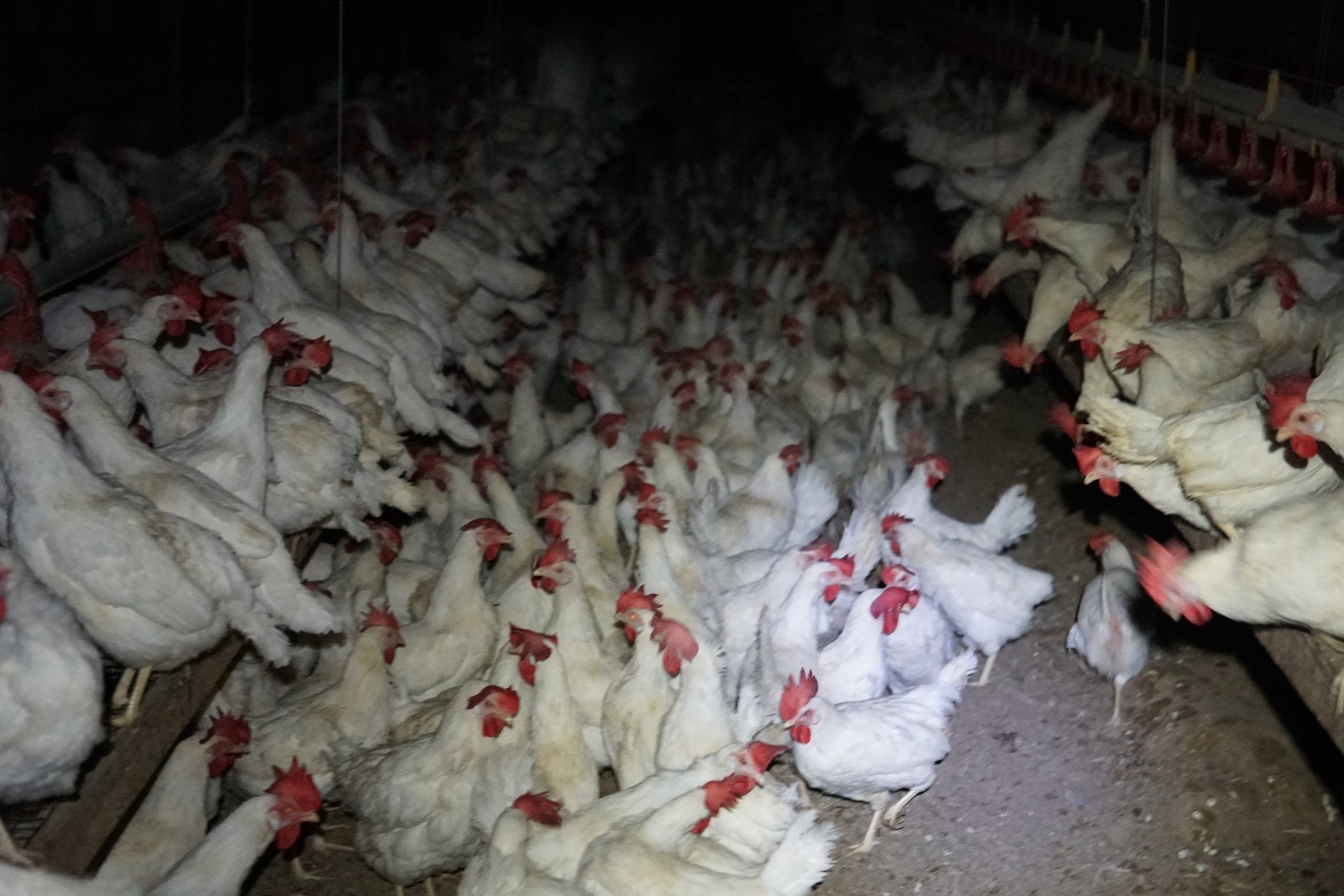 Crowding at a Petaluma Egg Farm CAFO