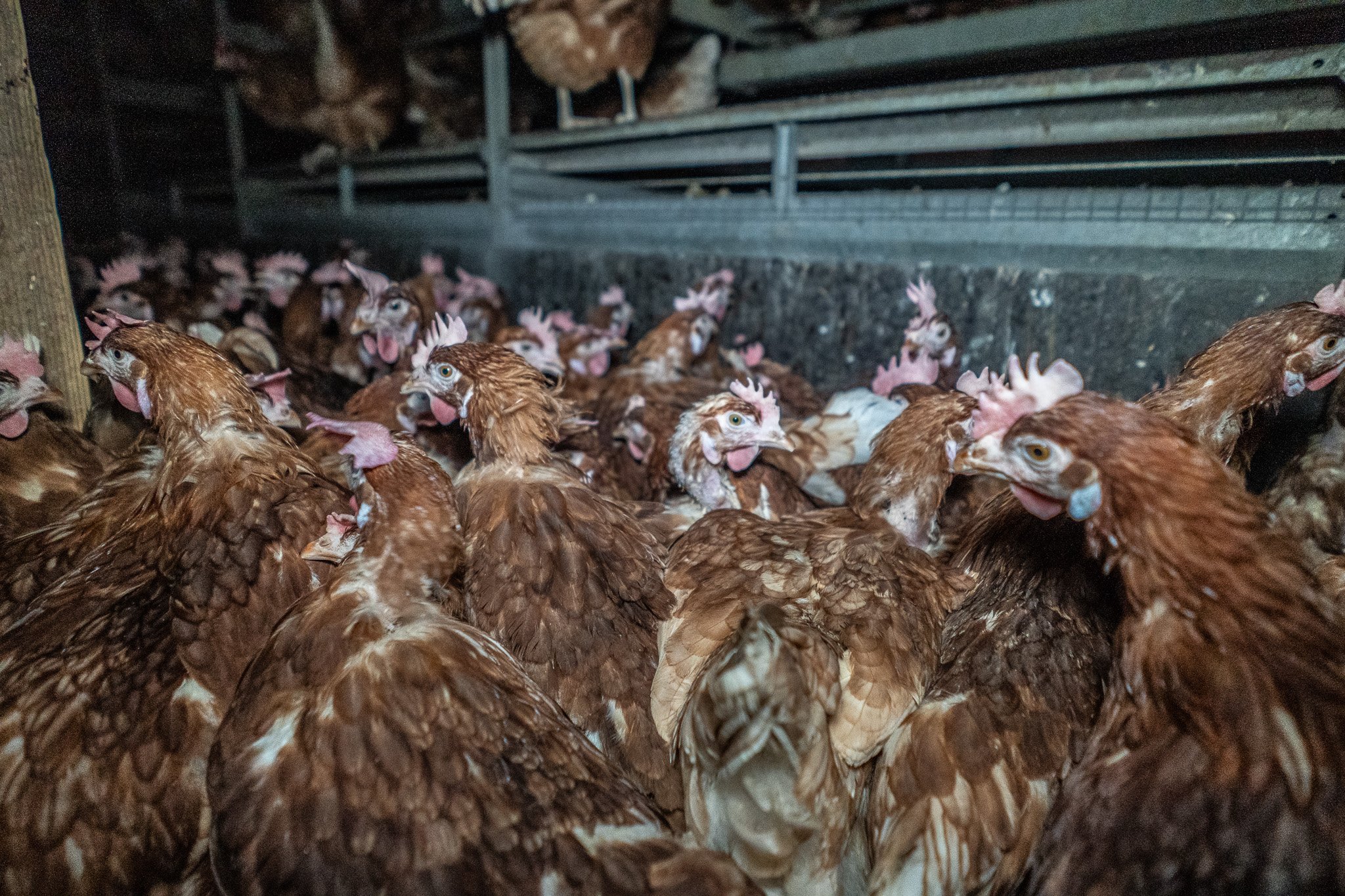 Crowding at a Sunrise Farms CAFO in Santa Rosa