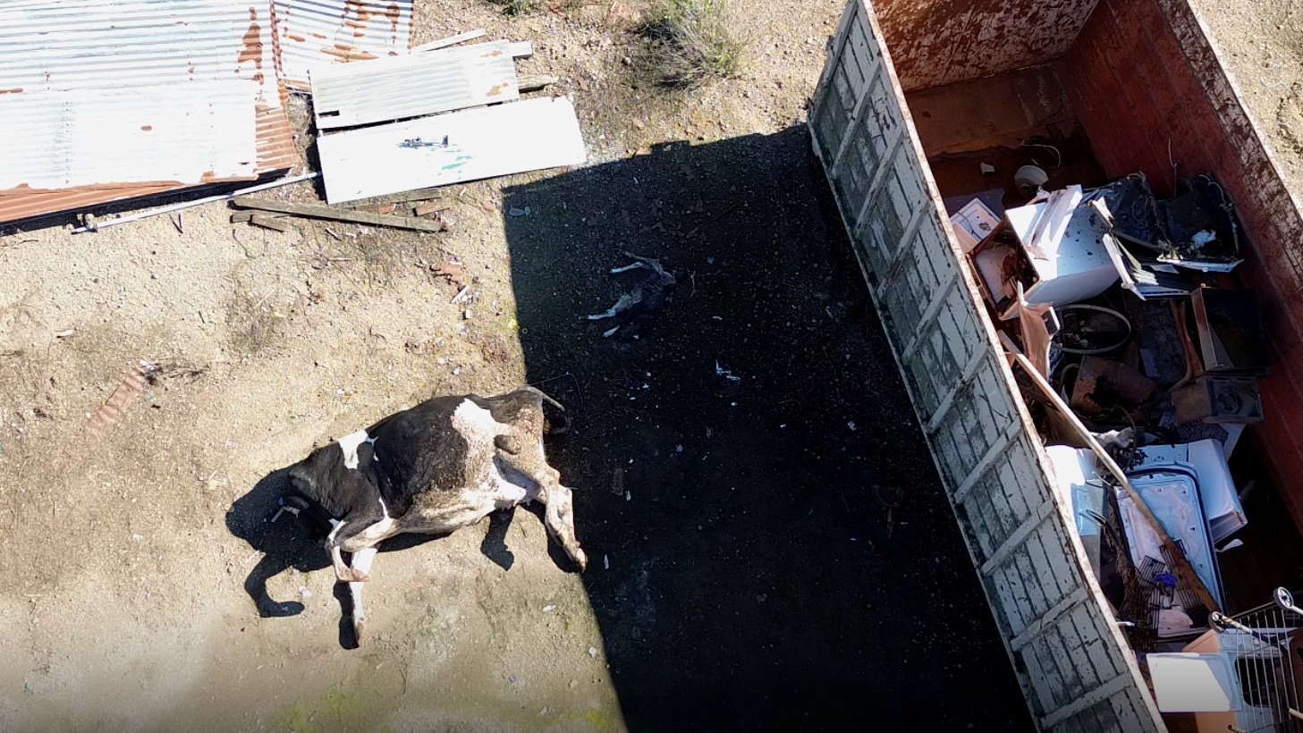 Dead cow and calf left by the trash at Mulas Dairy CAFO