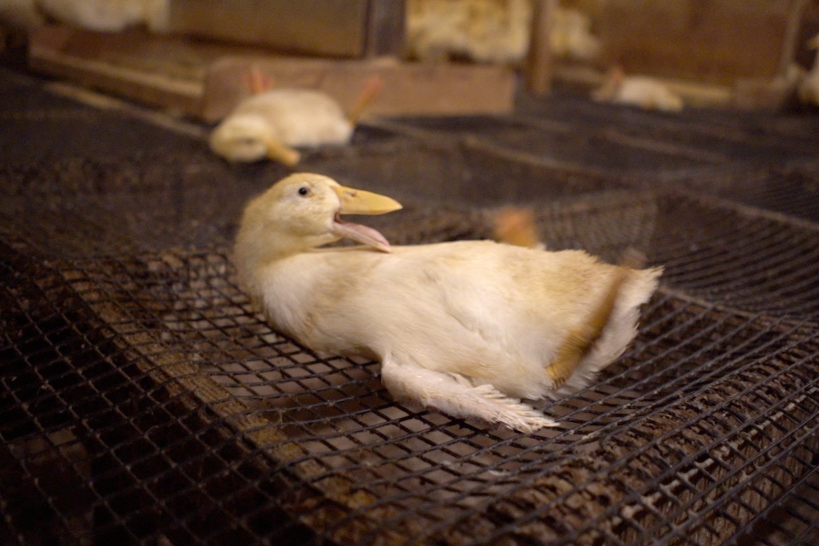 Ducks stuck on their backs, unable to stand up at Reichardt in Petaluma