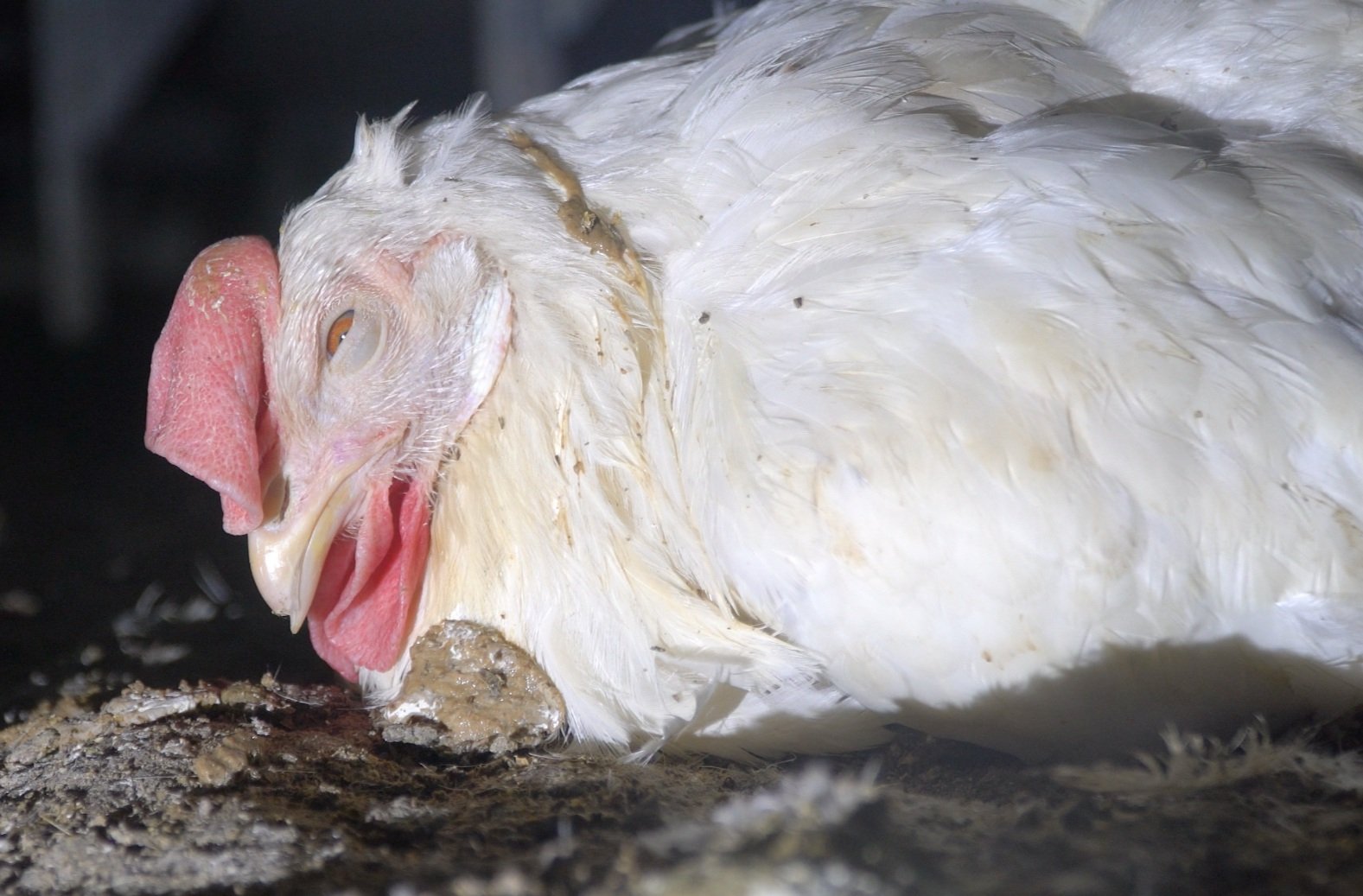 A hen covered in feces at a Sunrise Farms CAFO in Petaluma