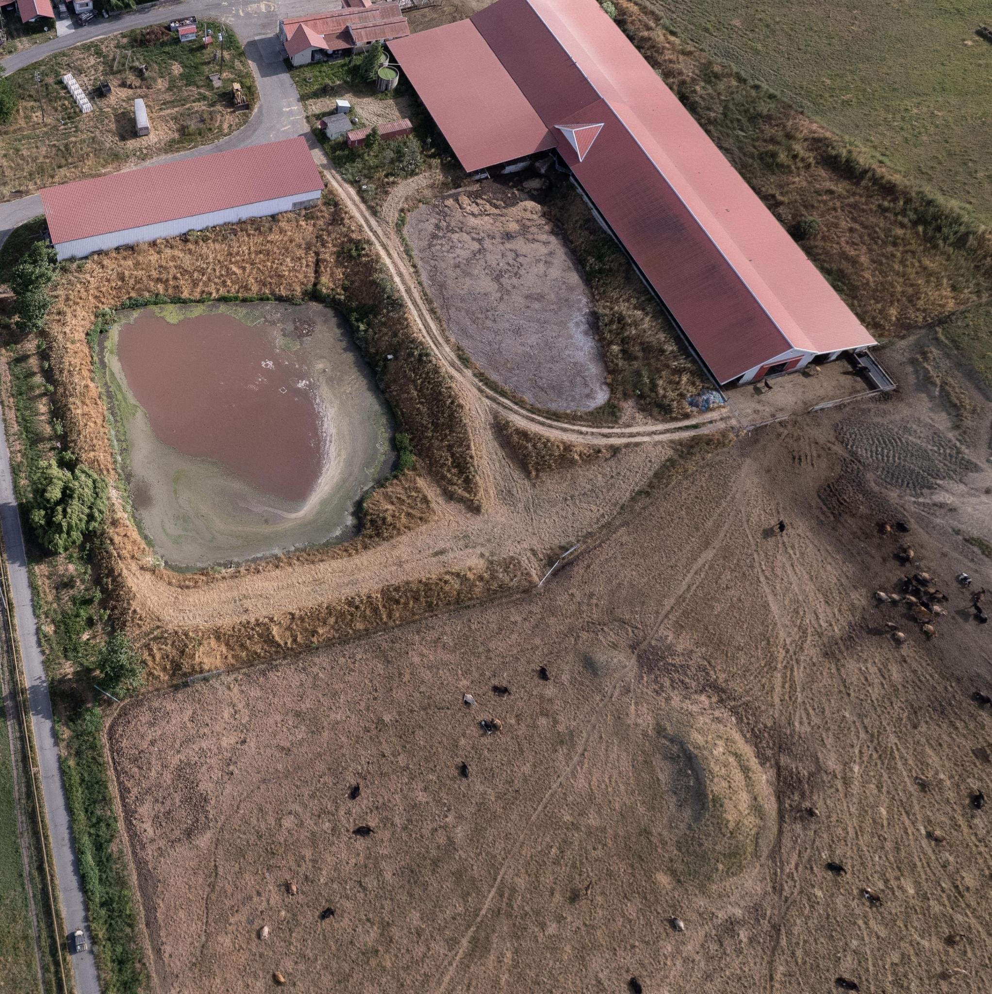 Manure lagoons at Deer Valley Dairy CAFO in Petaluma