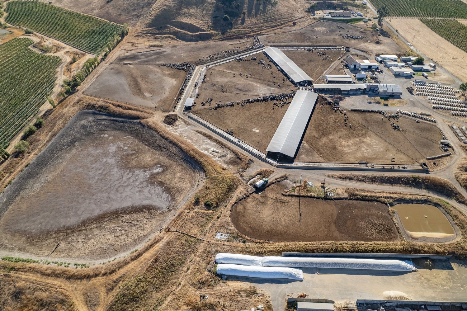 Mertens Dairy CAFO where 900 cows live on dirt and feces
