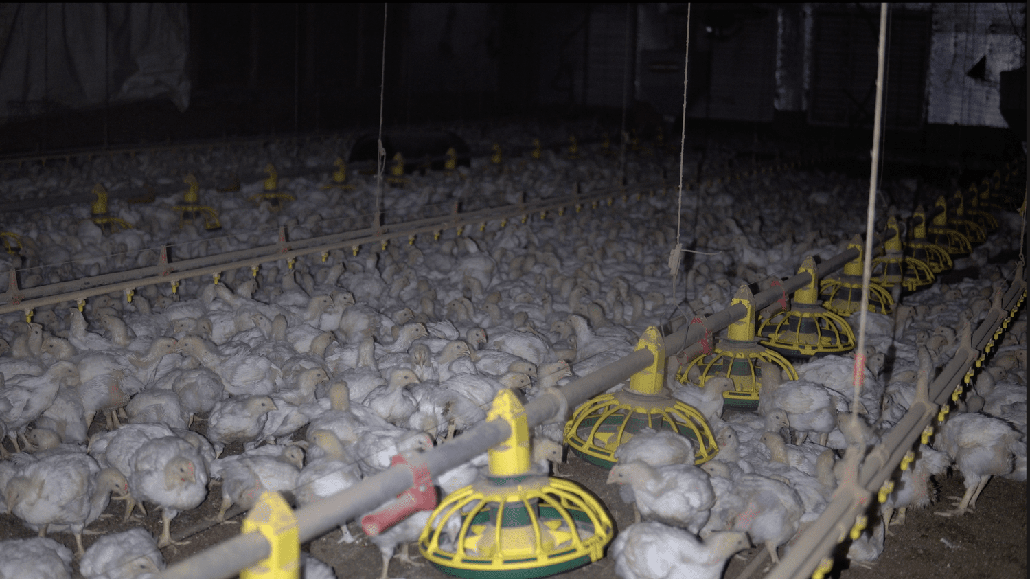 Petaluma Poultry CAFO, Llano Rd, Santa Rosa