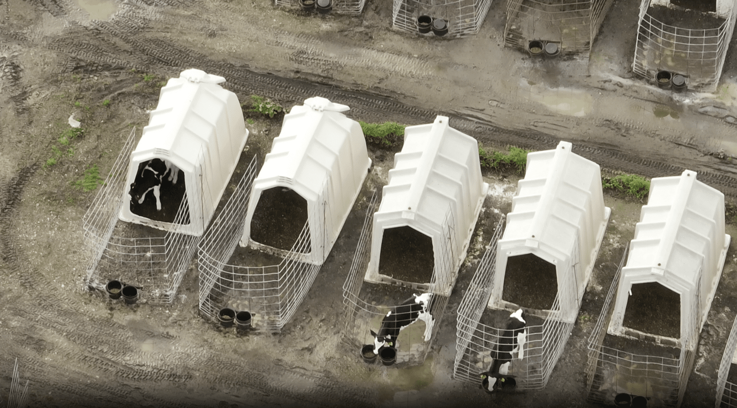Baby cows confined in hutches at Mertens Dairy in Sonoma