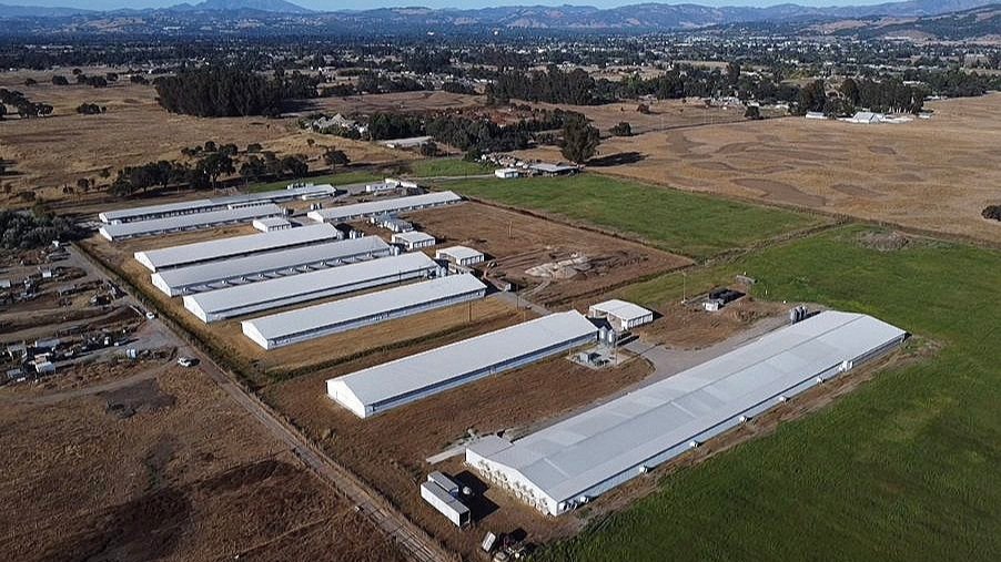 Sunrise Farms CAFO, Todd Rd, Santa Rosa