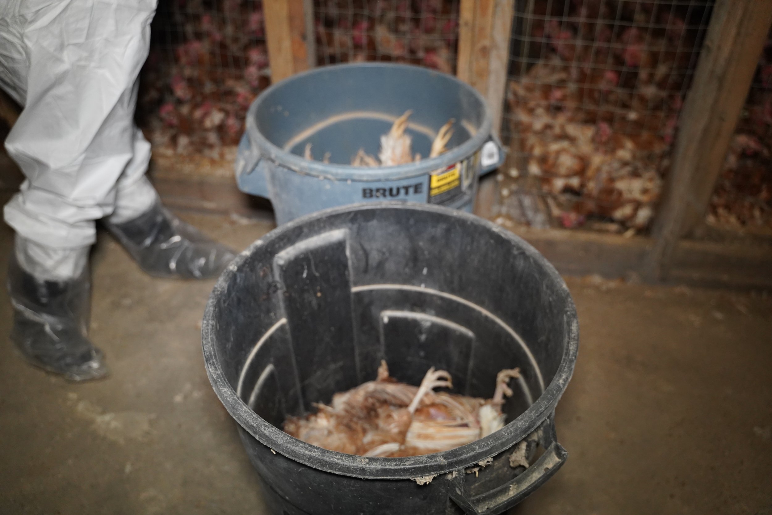 Trash cans full of dead hens at Sunrise Farms CAFO